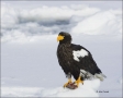 Stellers-Sea-Eagle;Sea-Eagle;Eagle;Stellers-Sea-Eagle;Haliaeetus-pelagicus;one-a